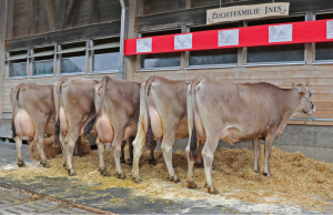 ZF Jnes von Thomas Lussi Oberdorf B73